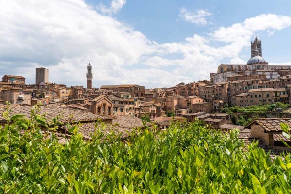 Tuscany Wine Tours | Fine Vintage