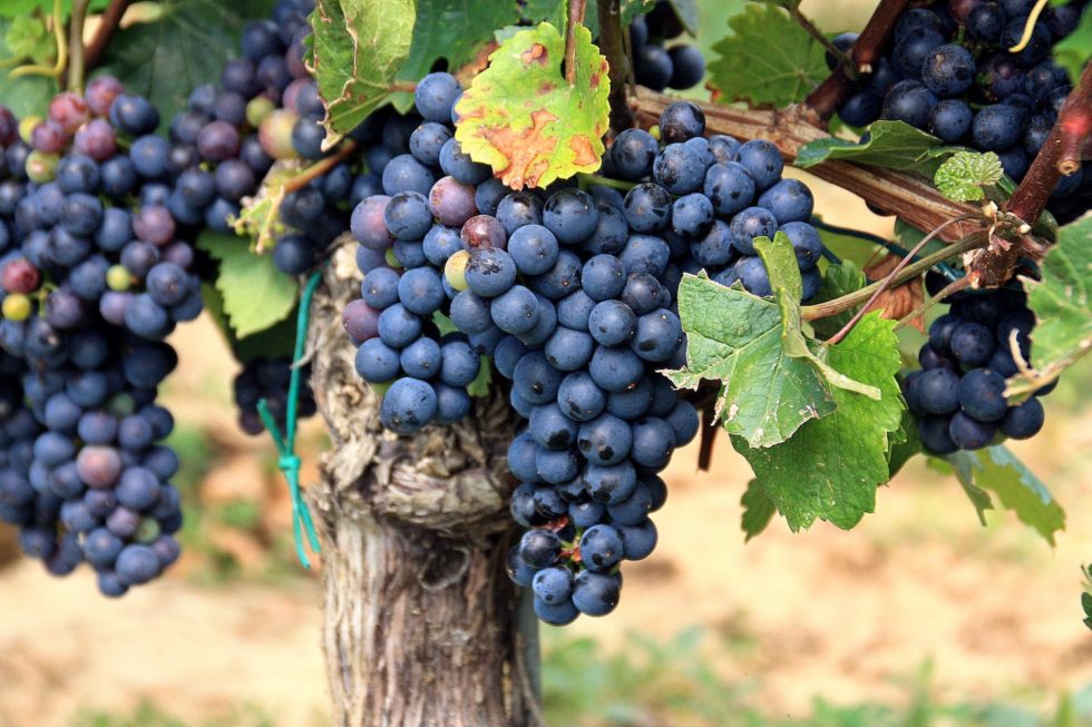 Grape Varieties | Around the World in 52 Grapes | Fine Vintage