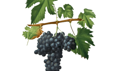 Sangiovese